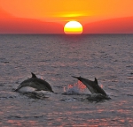 dauphins MARETTIMO (15).jpg