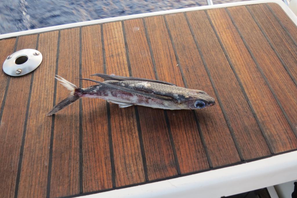 Poisson volant