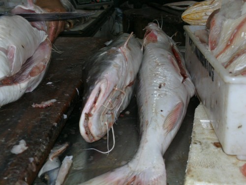 PICT0091.JPG