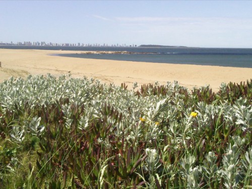 Lande Plage Péninsule bis.jpg