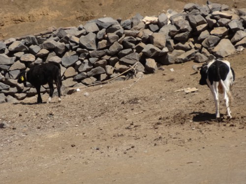 10 vaches bien sèches!.JPG