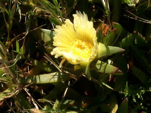 Fleur.jpg