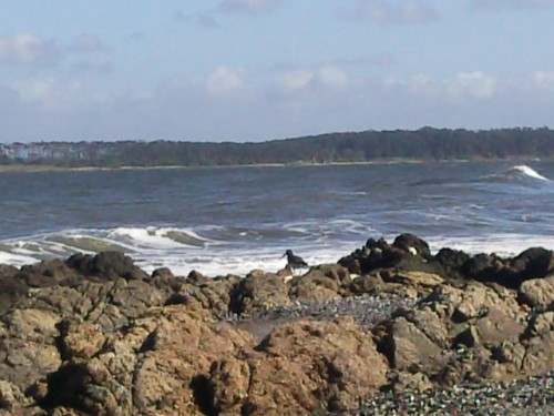Oyster catcher et Isla Gorritti.jpg