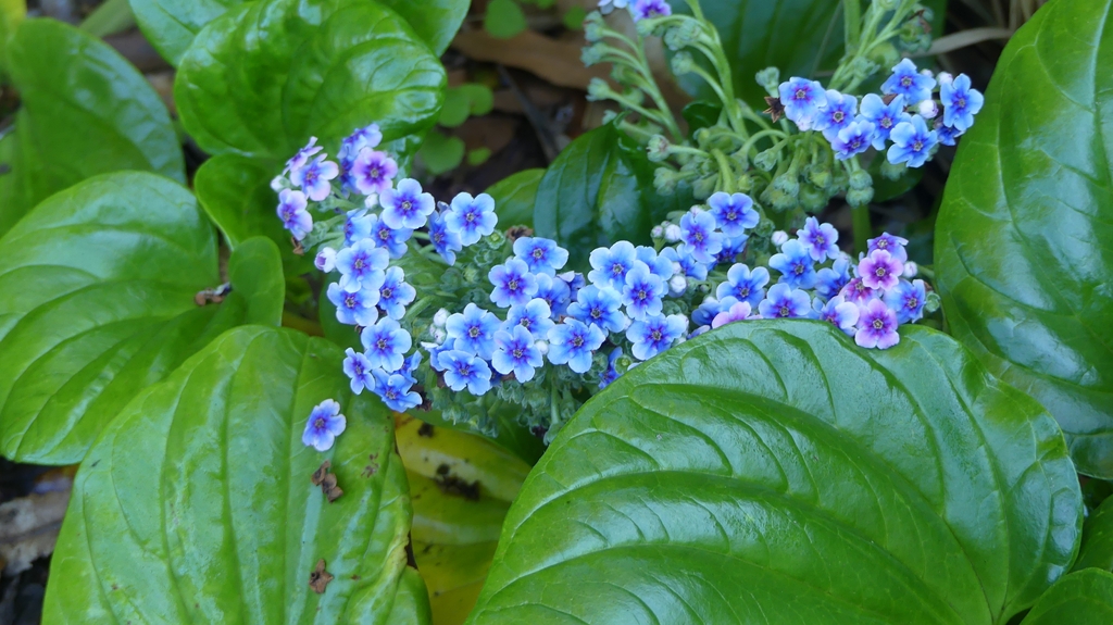 Myosotis Hortensia