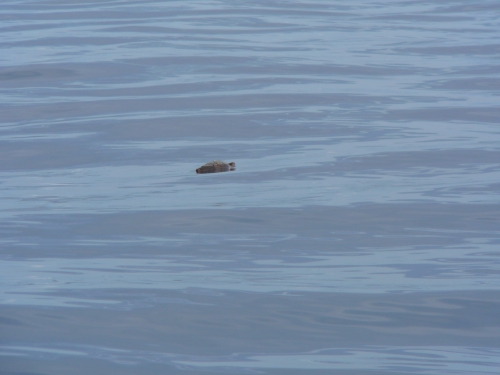 Tortues Selvagem.JPG